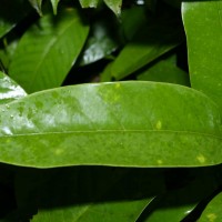 Anthoshorea hulanidda (Kosterm.) P.S.Ashton & J.Heck. Kosterm.
